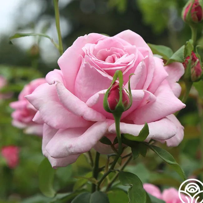 Memorial Day™>Heirloom Roses Best