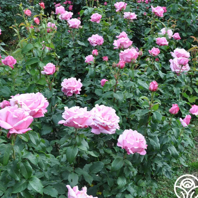 Memorial Day™>Heirloom Roses Best