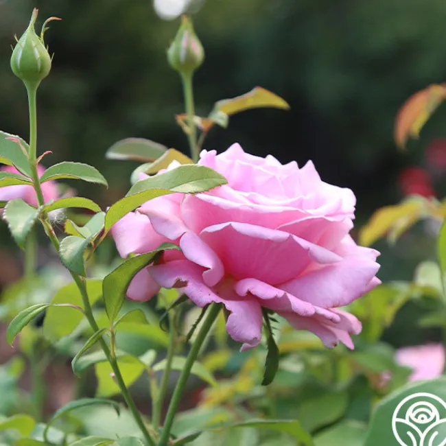 Memorial Day™>Heirloom Roses Best