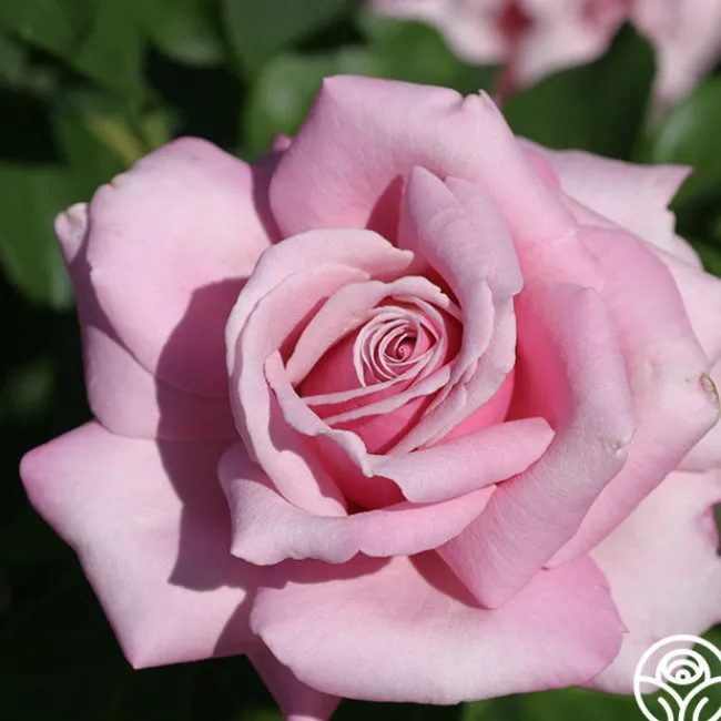Memorial Day™>Heirloom Roses Best