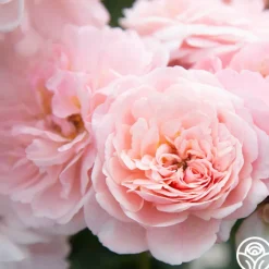 Memories™>Heirloom Roses Hot