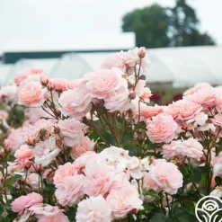 Memories™>Heirloom Roses Hot