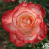 Mercury Rising™>Heirloom Roses Online