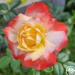 Mercury Rising™>Heirloom Roses Online