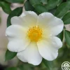 Mermaid>Heirloom Roses Clearance