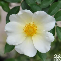 Mermaid>Heirloom Roses Clearance