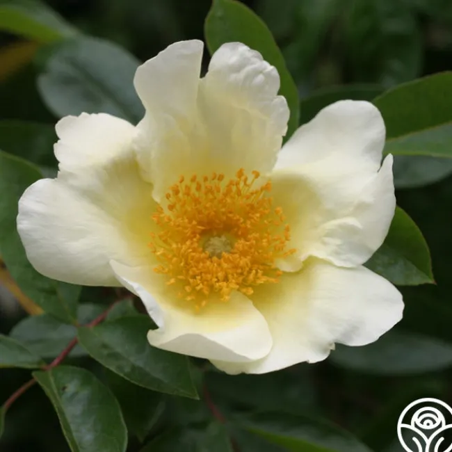 Mermaid>Heirloom Roses Clearance
