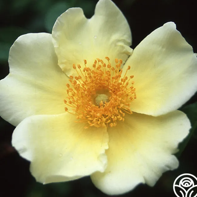 Mermaid>Heirloom Roses Clearance