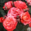 Michelangelo™>Heirloom Roses Online