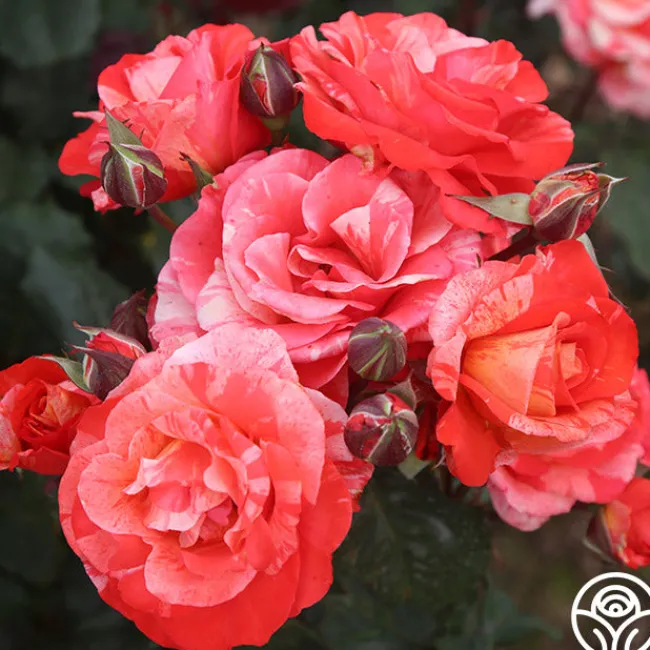 Michelangelo™>Heirloom Roses Online