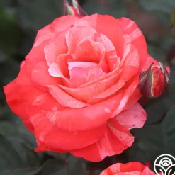 Michelangelo™>Heirloom Roses Online