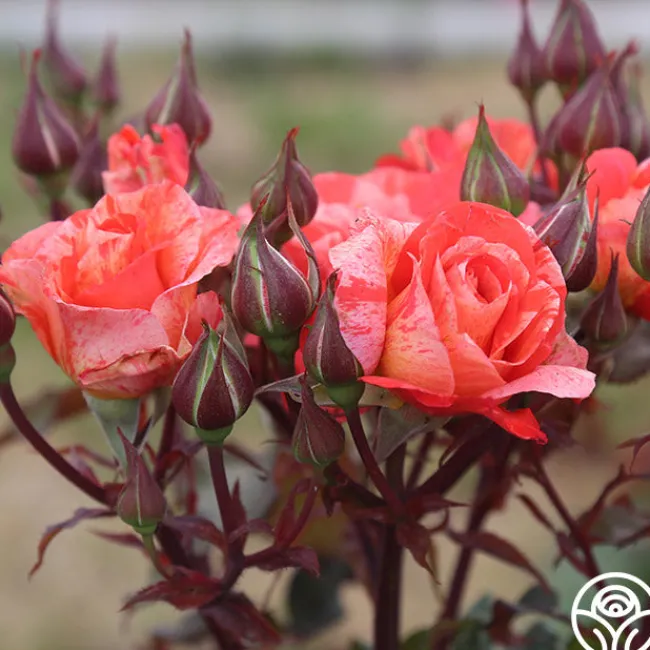 Michelangelo™>Heirloom Roses Online