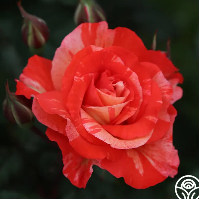 Michelangelo™>Heirloom Roses Online