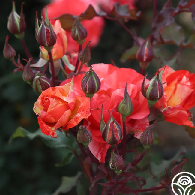 Michelangelo™>Heirloom Roses Online