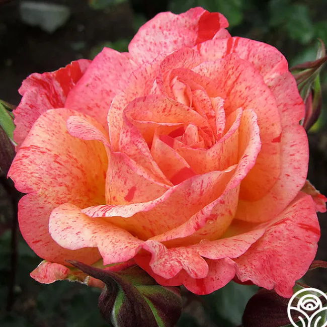 Michelangelo™>Heirloom Roses Online