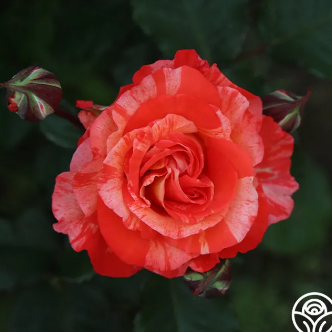 Michelangelo™>Heirloom Roses Online