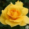 Midas Touch™>Heirloom Roses New