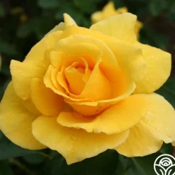 Midas Touch™>Heirloom Roses New