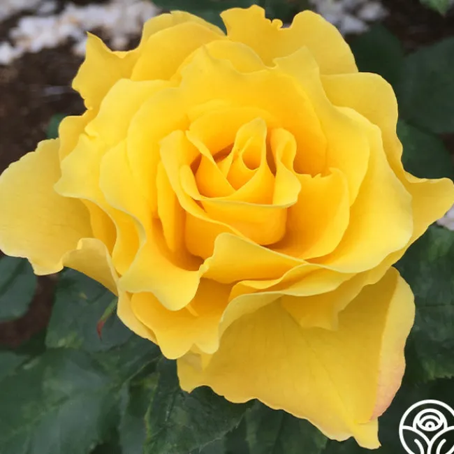 Midas Touch™>Heirloom Roses New