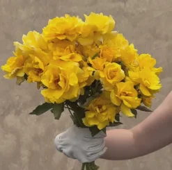 Midas Touch™><noscript><img width=