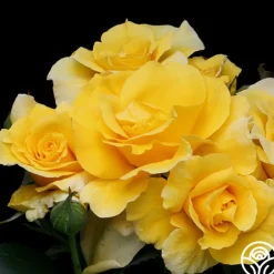 Midas Touch™><noscript><img width=