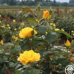 Midas Touch™><noscript><img width=