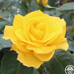 Midas Touch™><noscript><img width=