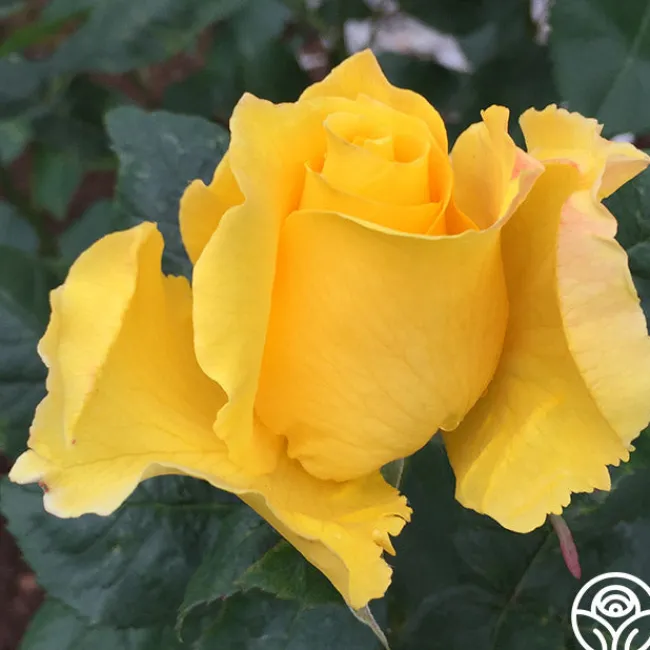 Midas Touch™>Heirloom Roses New