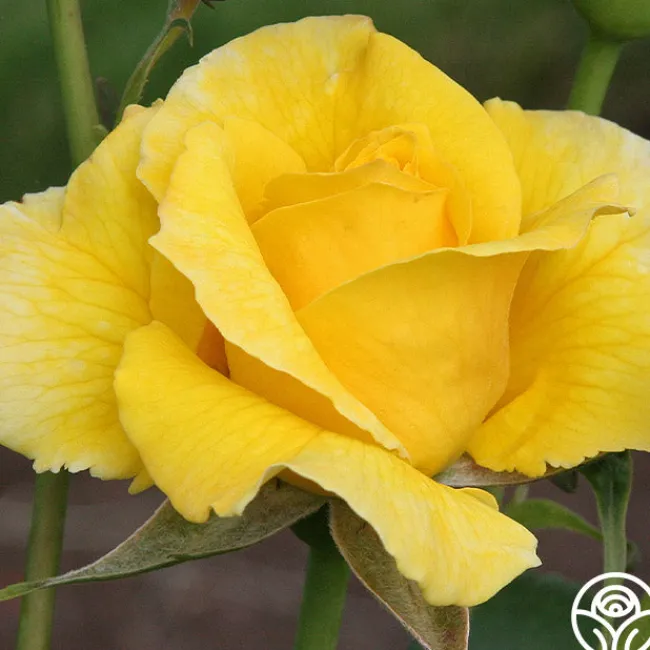 Midas Touch™>Heirloom Roses New