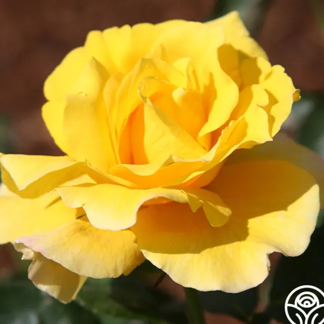 Midas Touch™>Heirloom Roses New