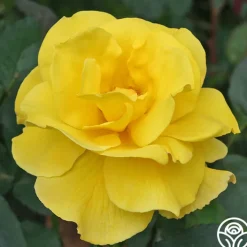 Midas Touch™><noscript><img width=