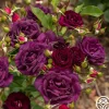 Midnight Blue™>Heirloom Roses Clearance