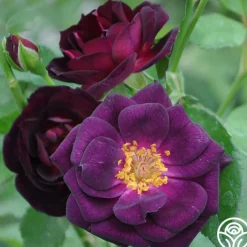 Midnight Blue™>Heirloom Roses Clearance