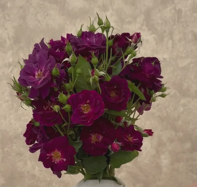 Midnight Blue™>Heirloom Roses Clearance