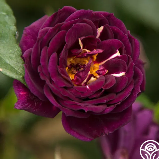 Midnight Blue™>Heirloom Roses Clearance