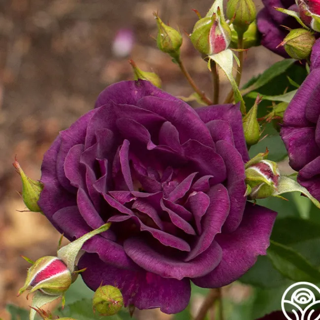 Midnight Blue™>Heirloom Roses Clearance