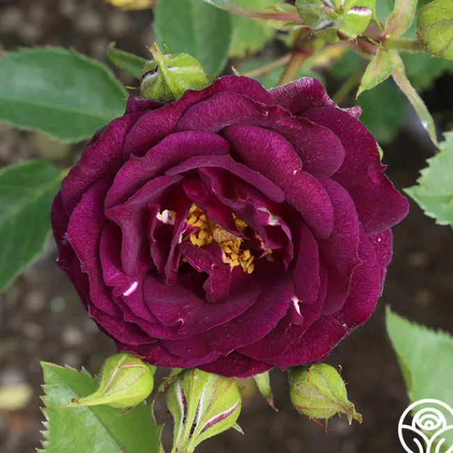 Midnight Blue™>Heirloom Roses Clearance