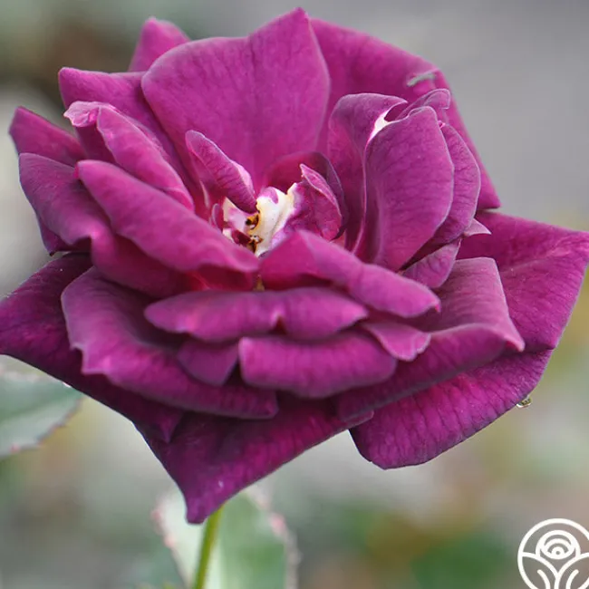 Midnight Blue™>Heirloom Roses Clearance