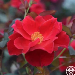 Miracle On The Hudson®>Heirloom Roses Clearance