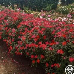 Miracle On The Hudson®>Heirloom Roses Clearance