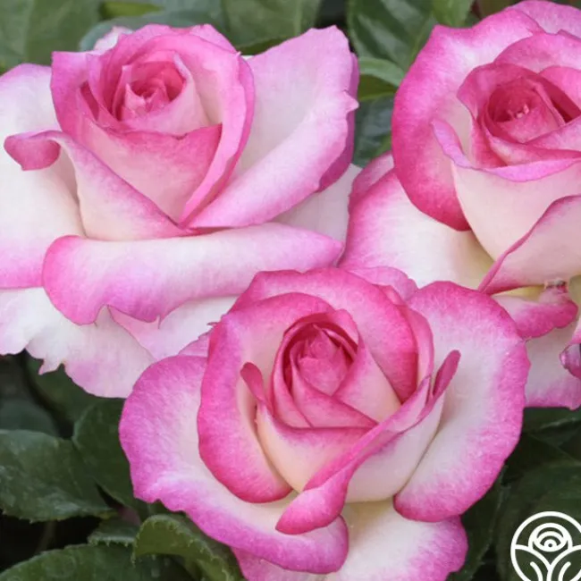 Miss Congeniality™>Heirloom Roses Sale