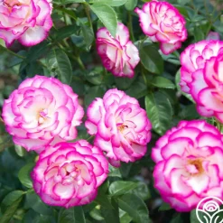 Miss Congeniality™>Heirloom Roses Sale