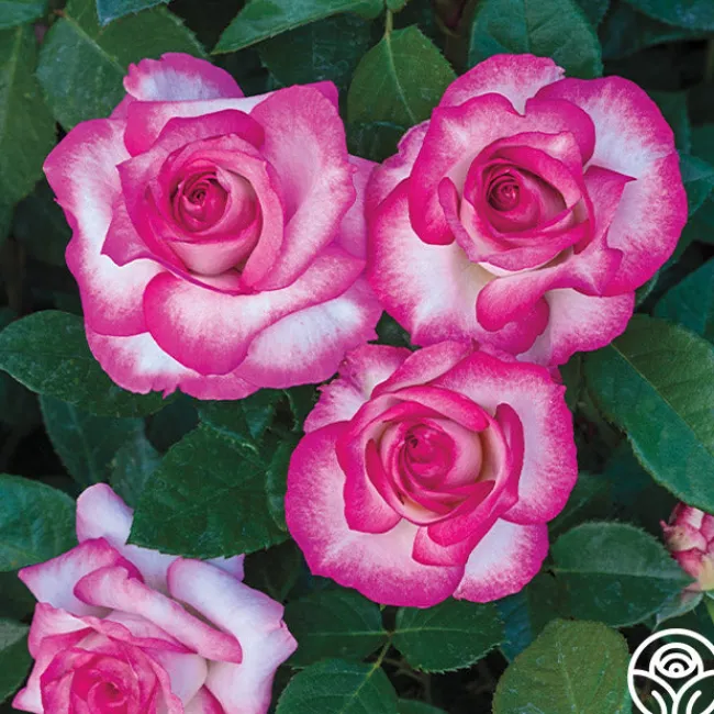 Miss Congeniality™>Heirloom Roses Sale