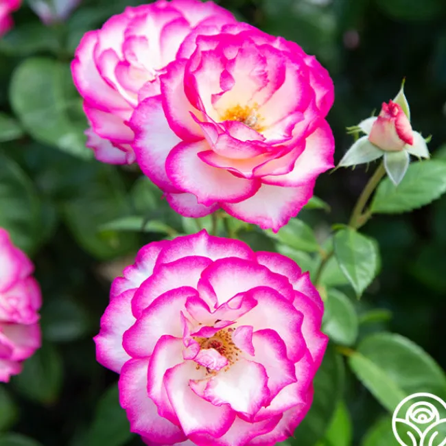 Miss Congeniality™>Heirloom Roses Sale