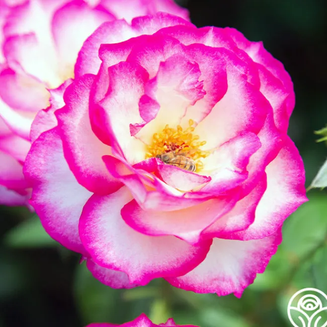 Miss Congeniality™>Heirloom Roses Sale