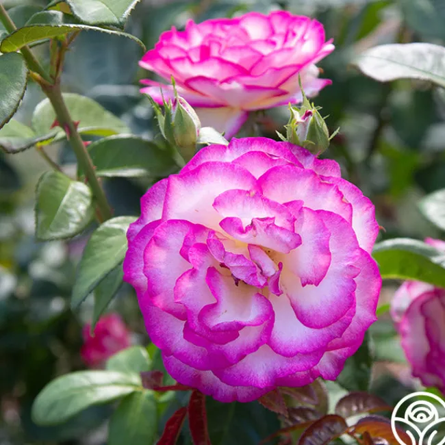 Miss Congeniality™>Heirloom Roses Sale