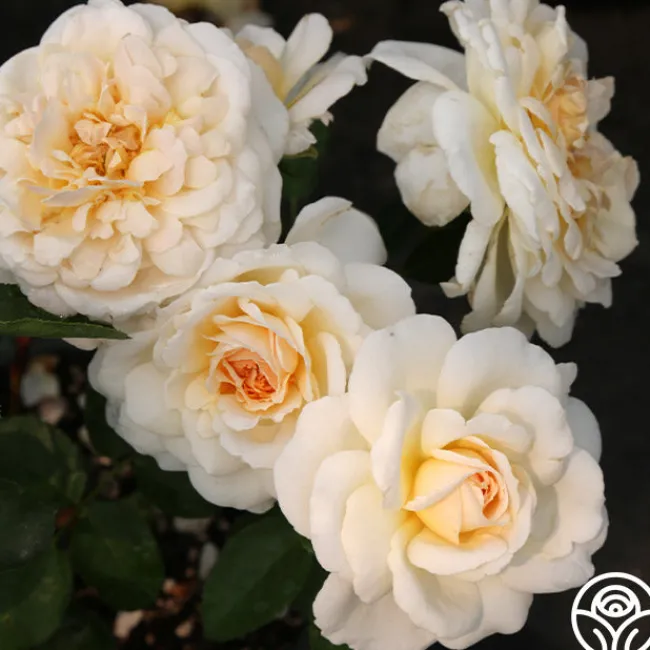 Miss Dior™>Heirloom Roses Hot