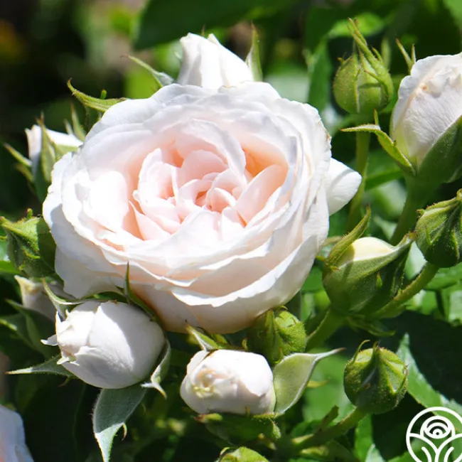 Miss Dior™>Heirloom Roses Hot