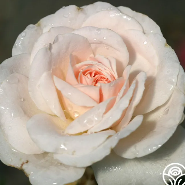 Miss Dior™>Heirloom Roses Hot