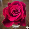 Mister Lincoln®>Heirloom Roses New